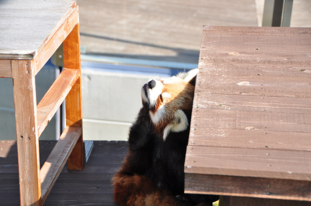 周南市徳山動物園