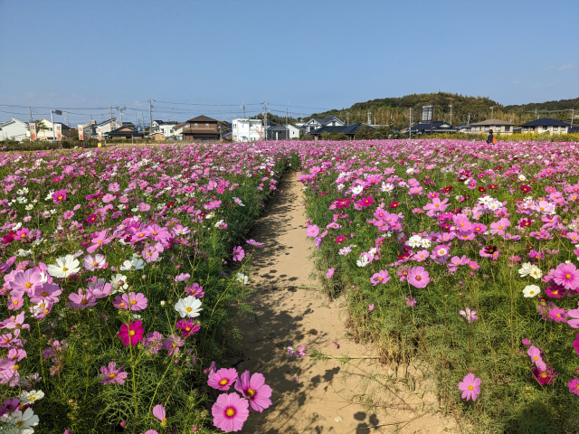 道の駅きららあじす