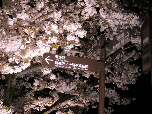 一の坂川　夜桜
