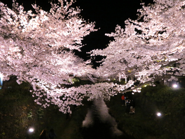 一の坂川　夜桜
