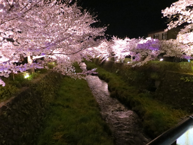 一の坂川　夜桜