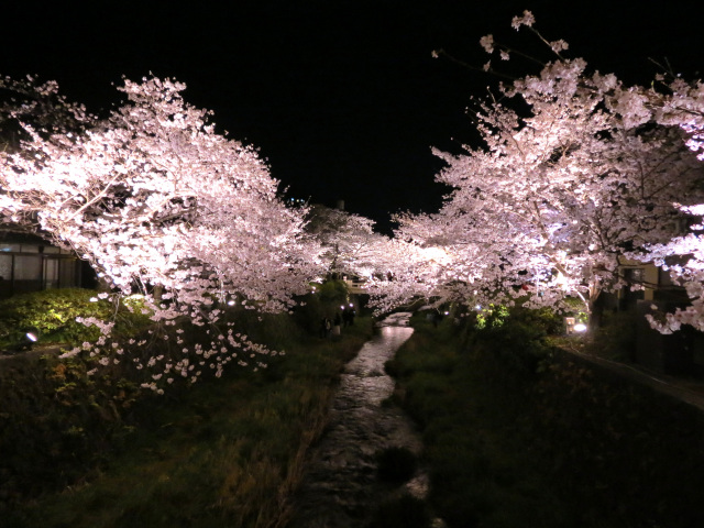 一の坂川　夜桜