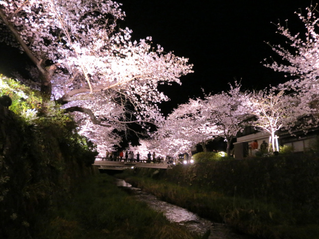 一の坂川　夜桜