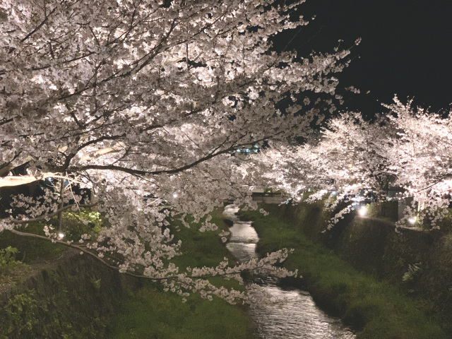 一の坂川　夜桜