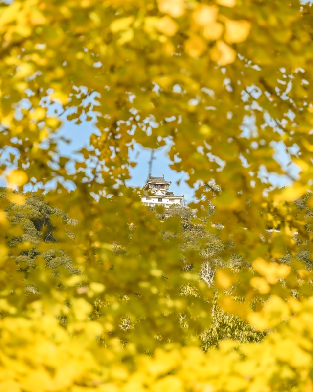 岩国城 紅葉