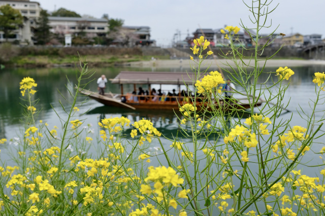 錦帯橋 屋形船