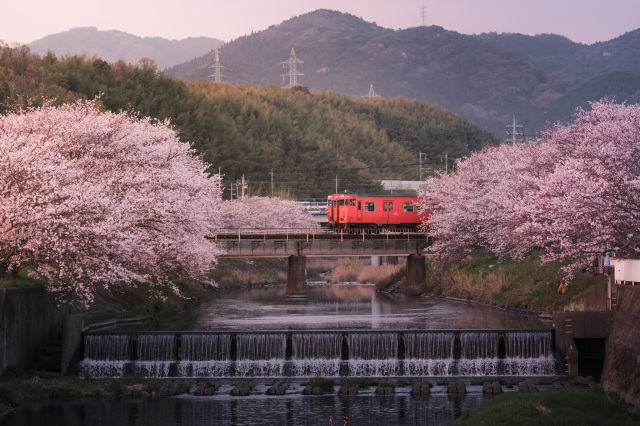 和田橋 桜と電車
