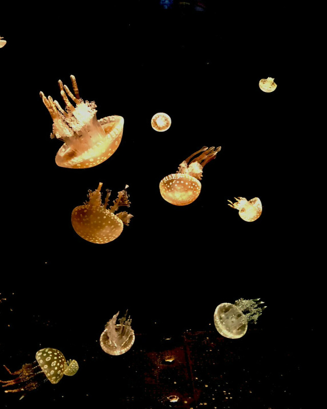 海響館 クラゲ