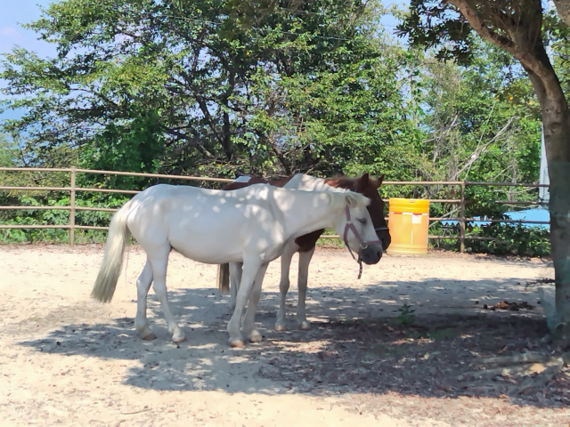 蜂ヶ峯総合公園　ポニー