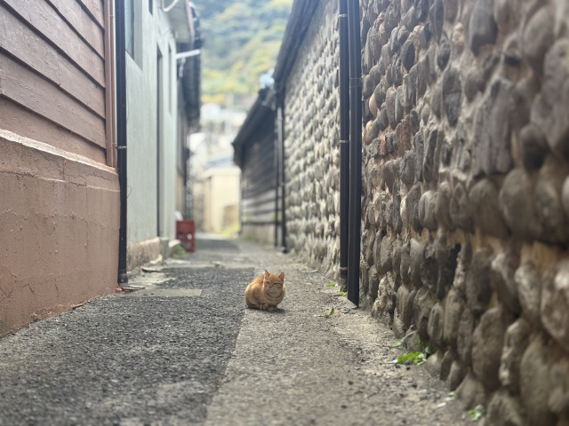 祝島　猫