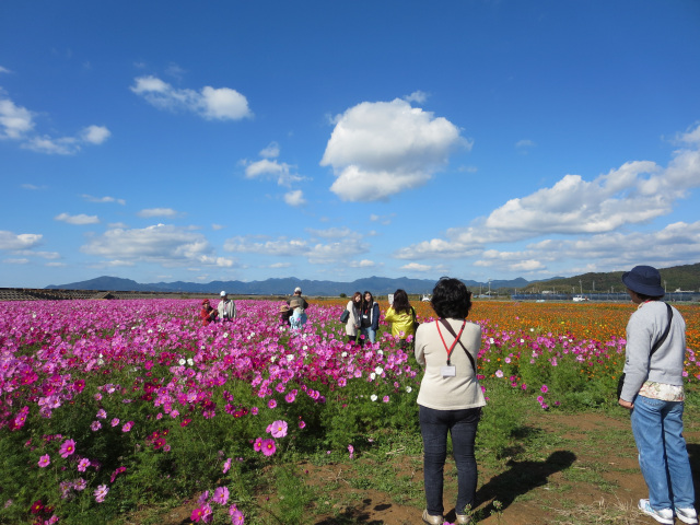 花の海