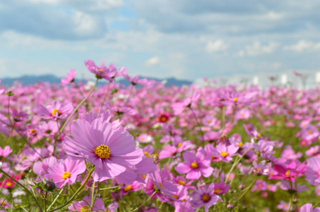 花の海