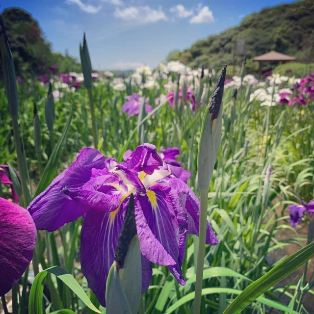 物見山総合公園