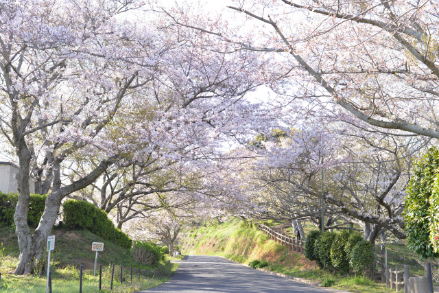 竜王山公園