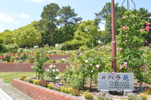 江汐公園　バラ