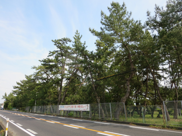 糸根の松原