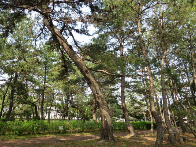 糸根の松原