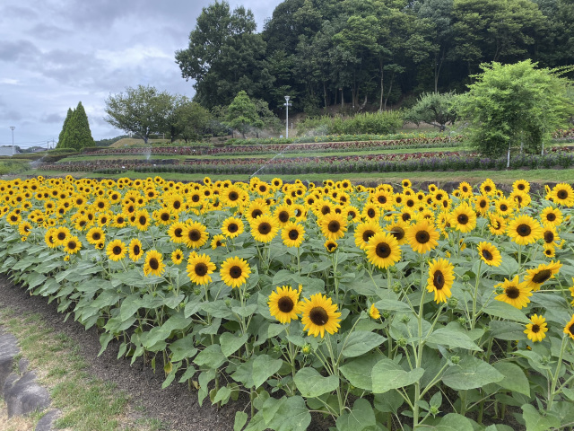 やまぐちフラワーランド　ひまわり