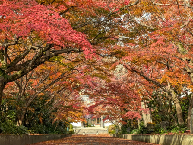 龍福寺紅葉1