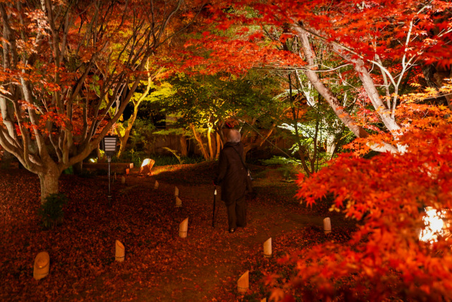 宇野千代生家　紅葉ライトアップ
