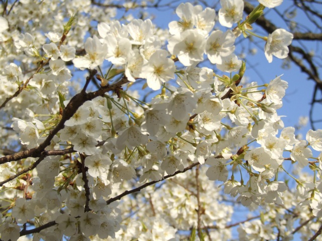 桜（ミドリヨシノ）