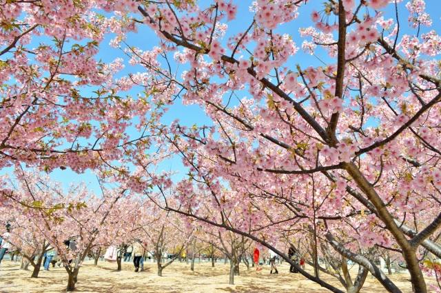 河津桜（親水公園）