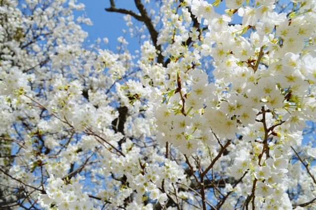 萩城跡指月公園　桜（ミドリヨシノ）