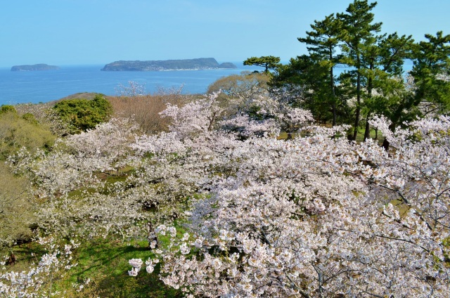 笠山山頂展望台　桜