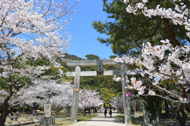 萩城跡指月公園　桜