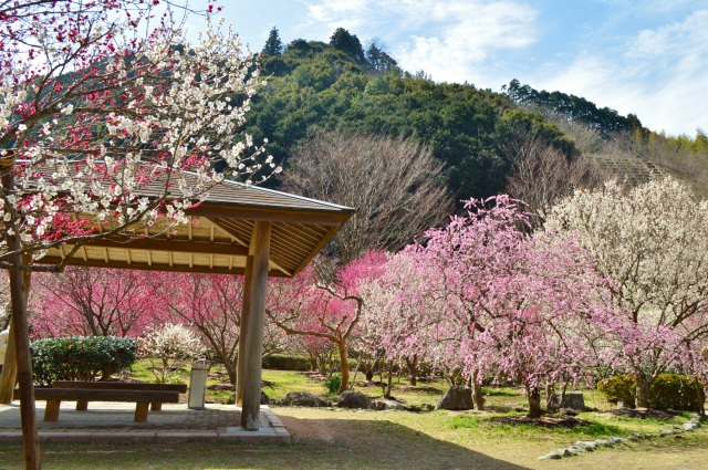 梅（萩往還梅林園）