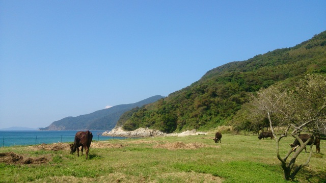 平郡島放牧