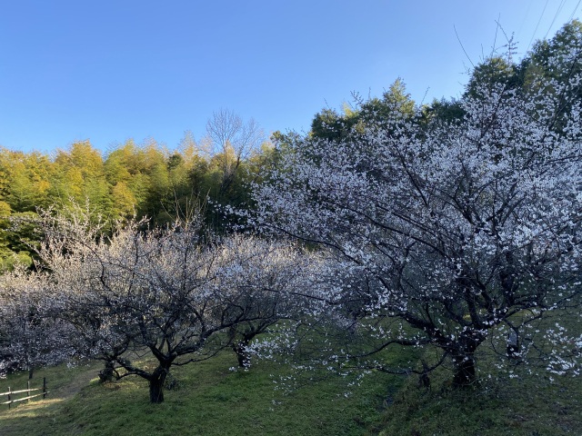 余田臥龍梅