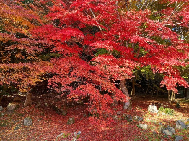 米川旧内藤家庭園