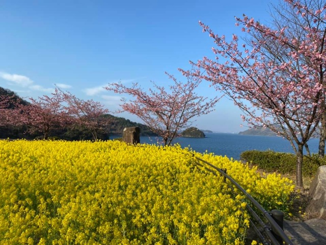 菜の花河津桜プロジェクト