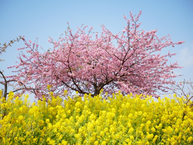 菜の花河津桜プロジェクト フォトダウンロード 公式 山口県観光 旅行サイト おいでませ山口へ