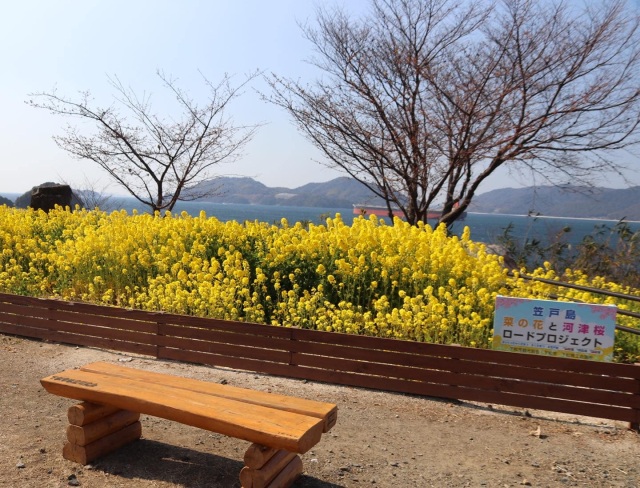 菜の花河津桜プロジェクト フォトダウンロード 公式 山口県観光 旅行サイト おいでませ山口へ