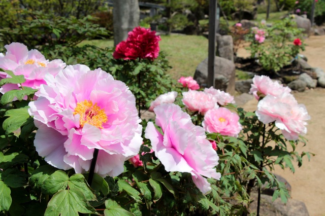 ぼたん（冠山総合公園）
