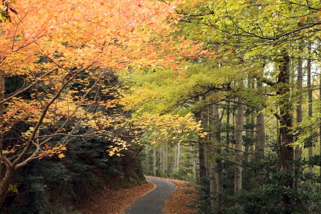 紅葉（コバルトライン）