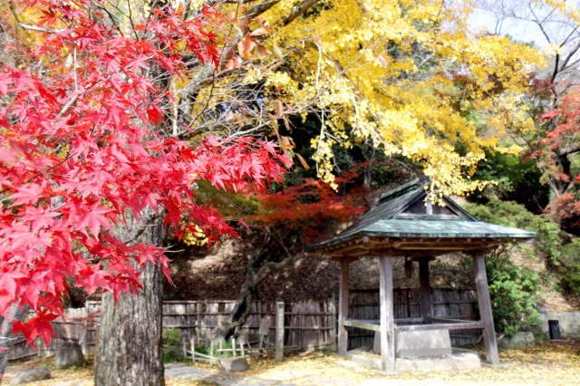 紅葉（伊藤公記念公園）