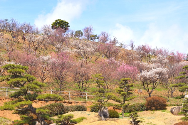 梅（冠山総合公園）