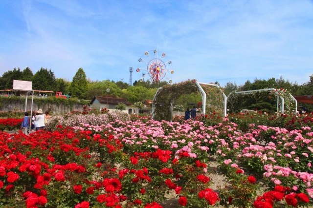 蜂ヶ峯総合公園　バラ園