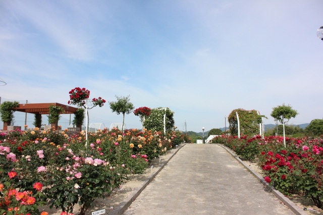 蜂ヶ峯総合公園　バラ園