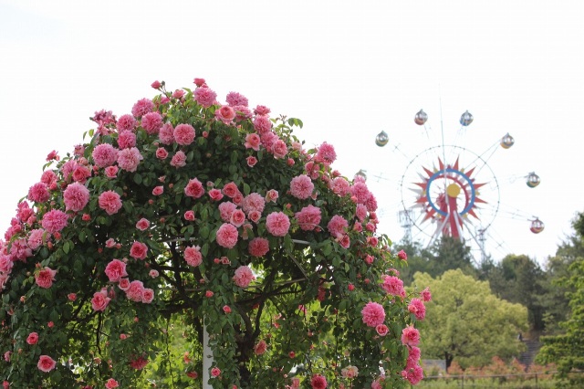 蜂ヶ峯総合公園　バラ園