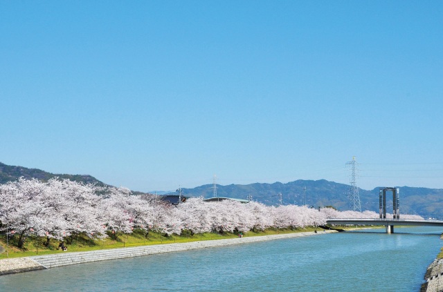 田布施川桜並木