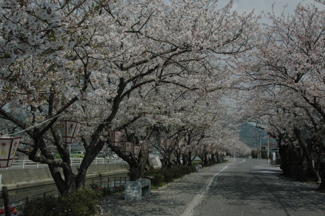 熊川の桜