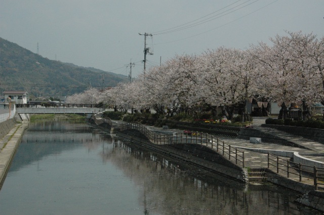 熊川の桜対岸