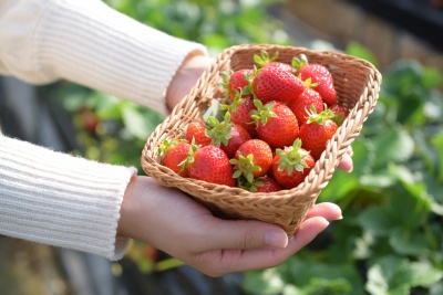 山口県おすすめいちご狩りスポット2025｜食べ放題やいちごパフェ・スイーツも♪