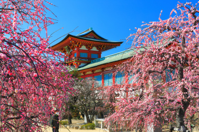 【2025最新】山口県・梅の花の名所3選！見頃・開花状況もご紹介