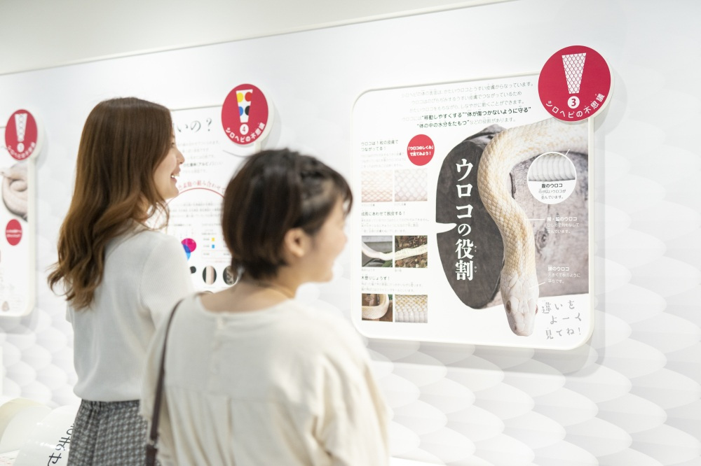 『岩国シロヘビの館』でシロヘビ博士になろう!