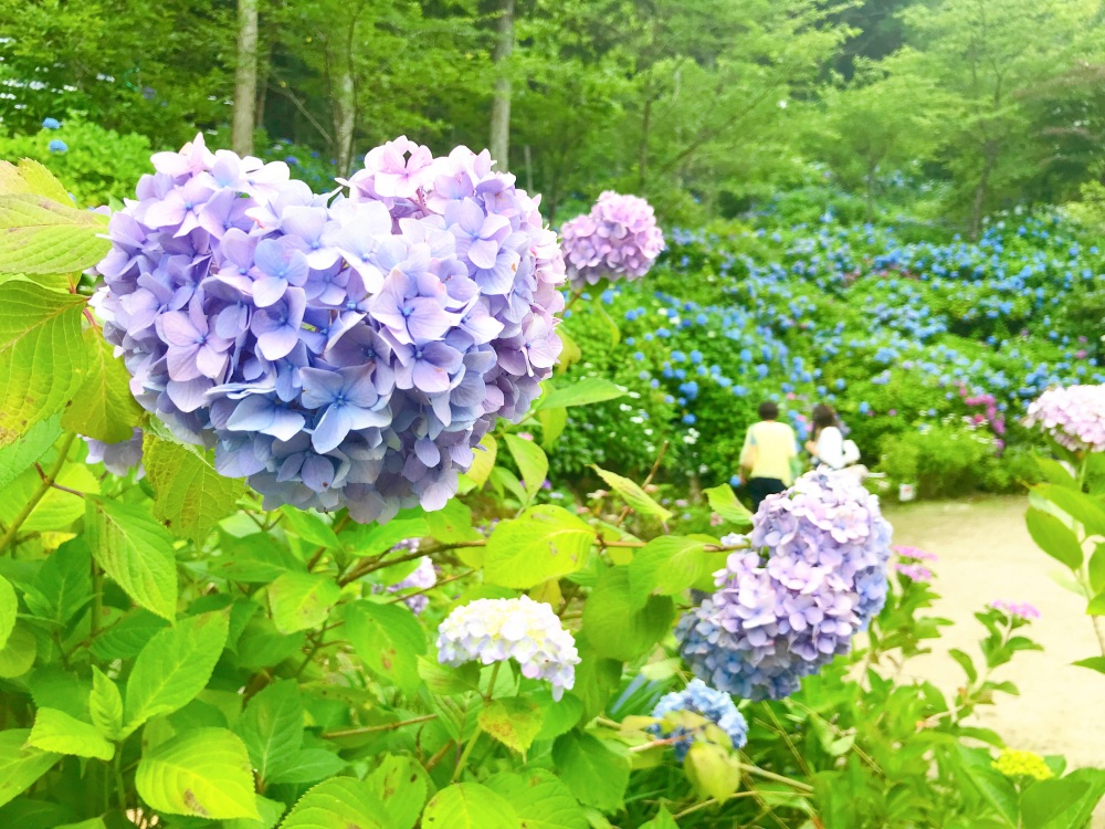 梅雨の花と言えば…あじさいの名所も見逃せない！